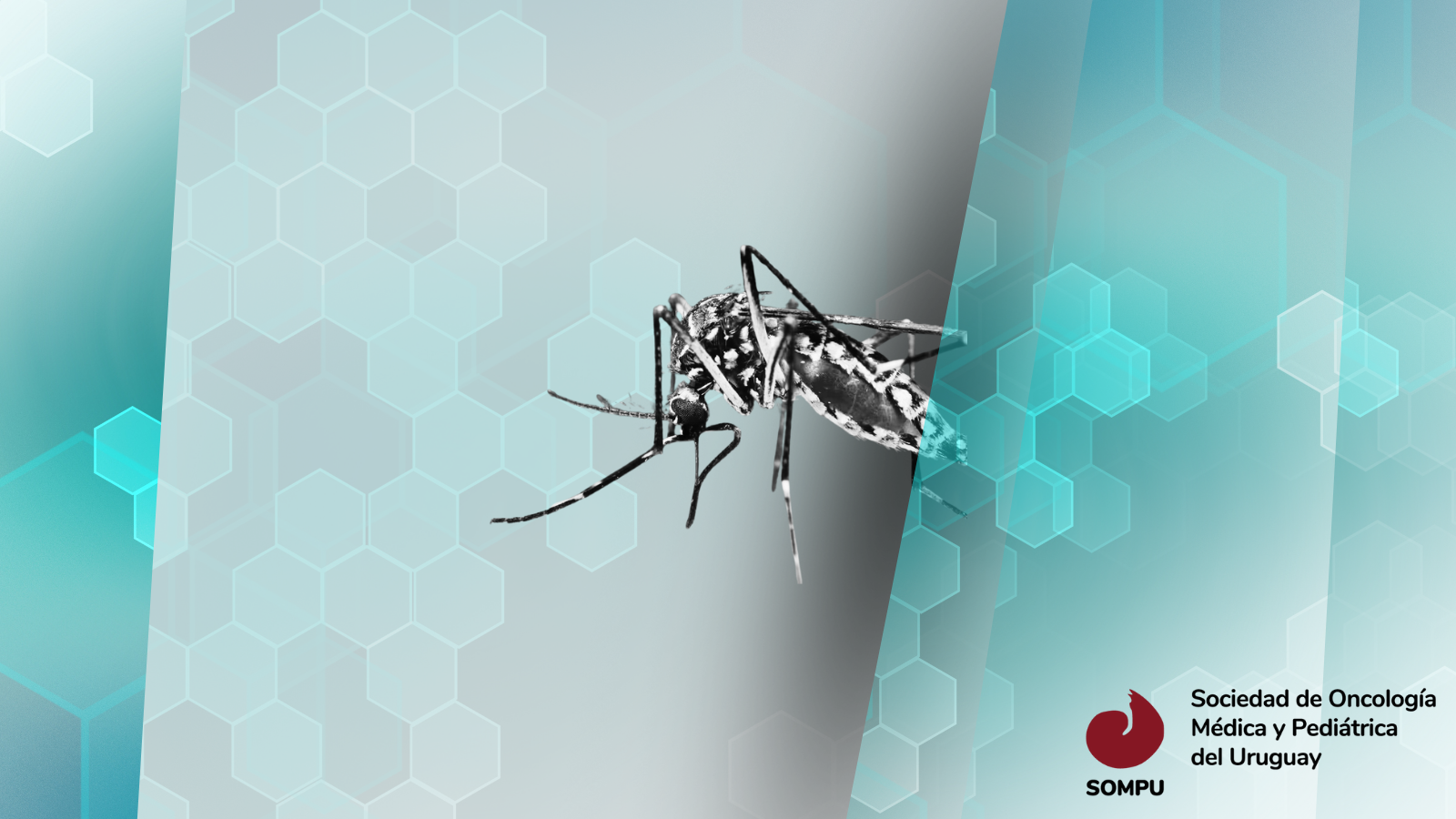 Enfermedad Dengue y aspectos de la enfermedad dengue en el paciente oncológico